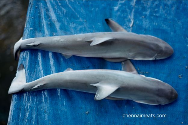 Whole Raw Pair of Small Baby Sharks for Sale