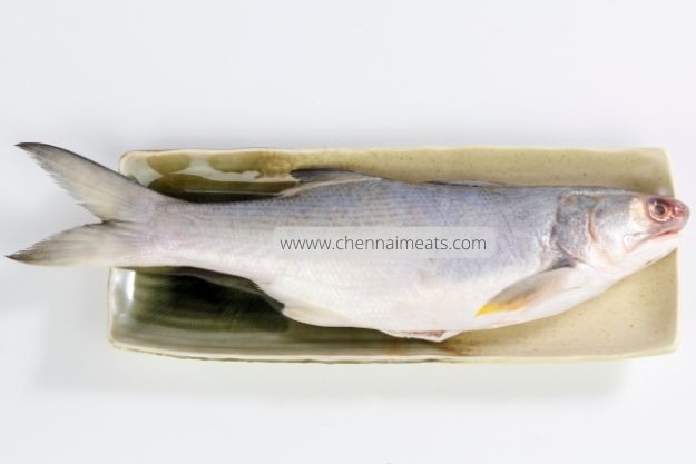 Buy Indian Salmon Fish Online