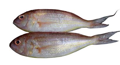 Fresh Raw Pink Perch Fishes