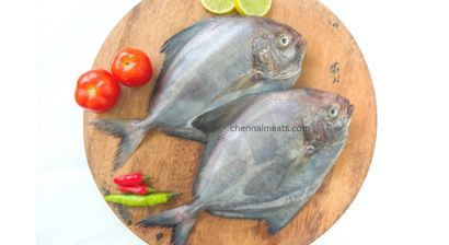 Fresh Black Pomfret for sale