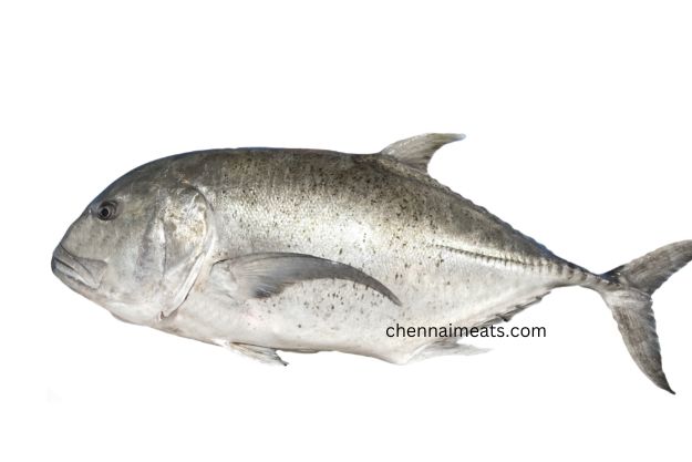 Whole Raw Big Trevally / Paarai Meen