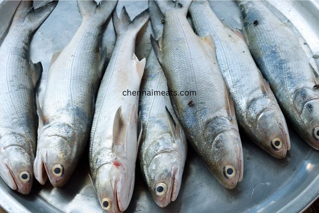 Kaala Meen - Threadfins Indian Salmon Polynemidae
