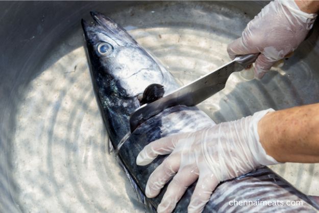 Vanjaram seer fish dissection with knife